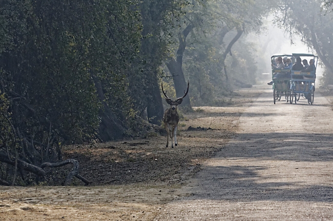 Keoladeo national park-124